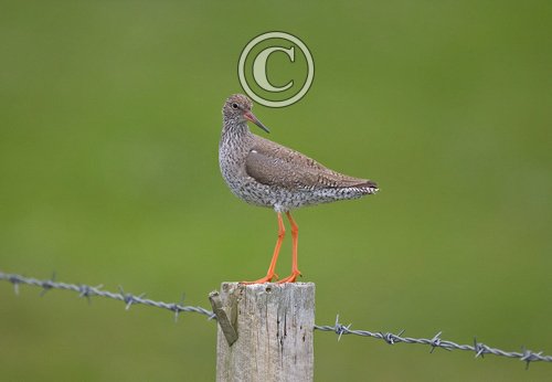 Redshank DM10193